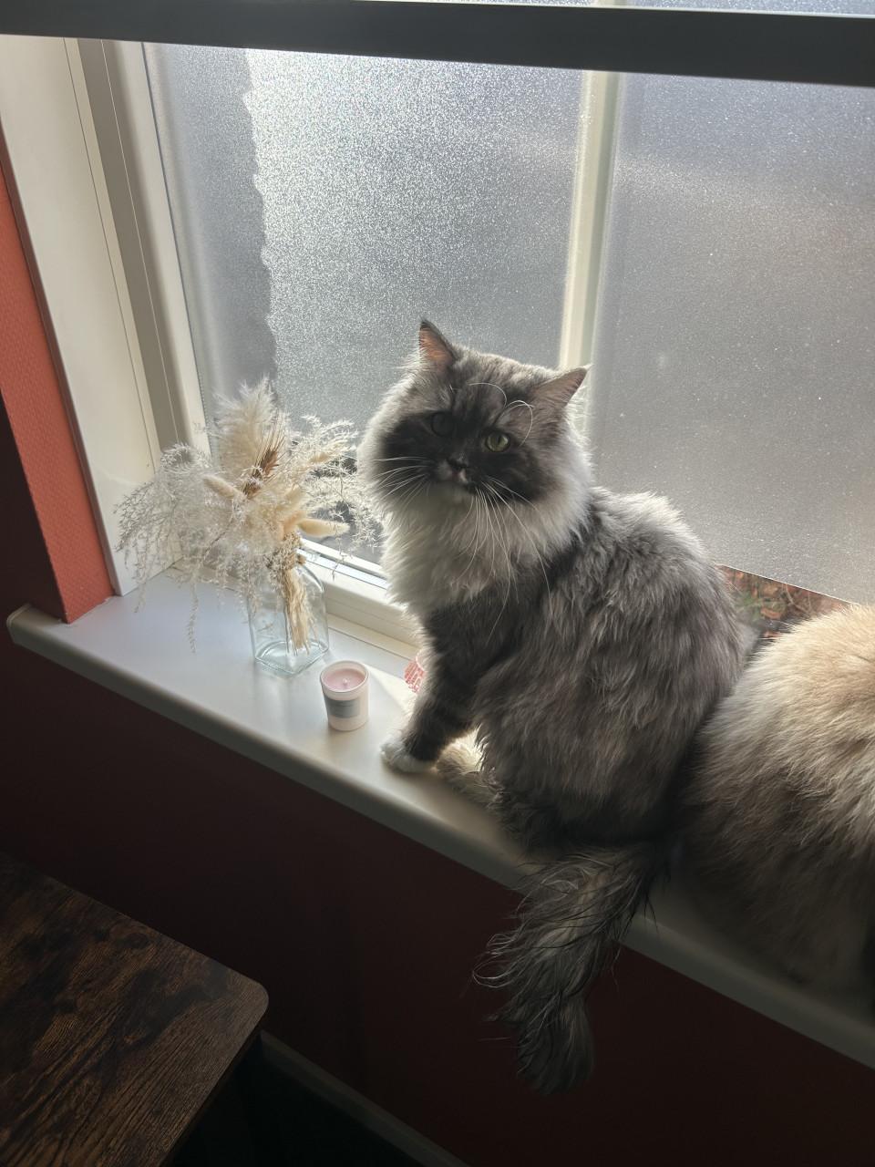 Prachtige Ragdoll kater met lief karakter net 1 jaar