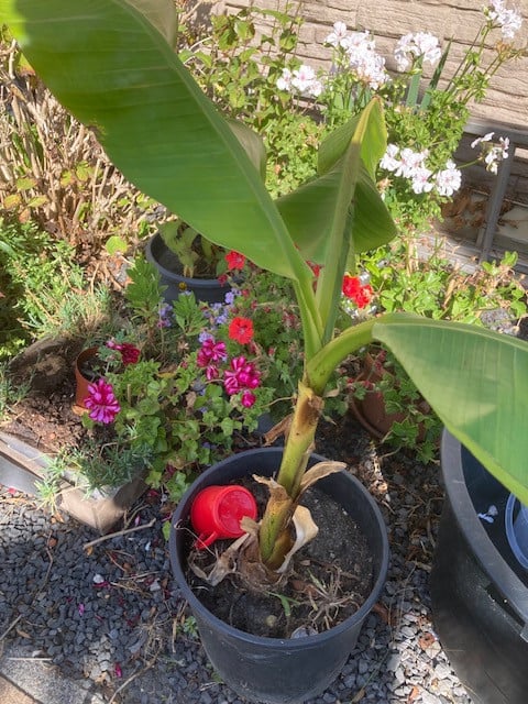 Bananenplant
