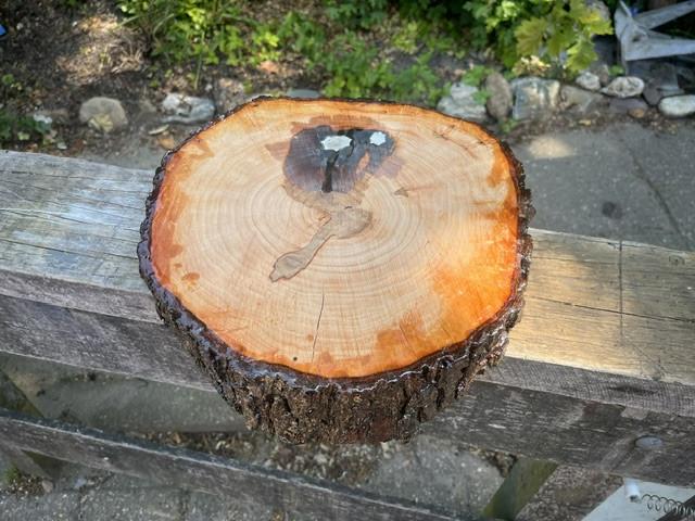 Onderzetter van Taxus hout