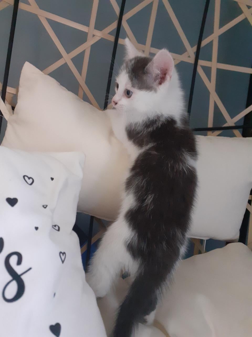 Kittens