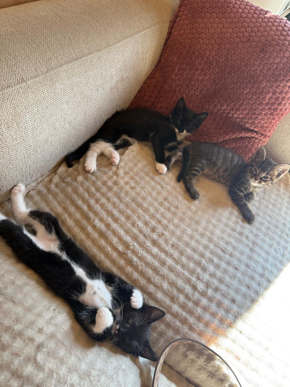 Kittens
