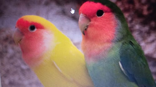 GEZOCHT - Agapornis Roseicollis man!