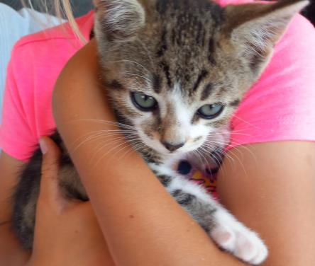 Prachtige kittens: 1 katertje zoekt nog speelmaatje