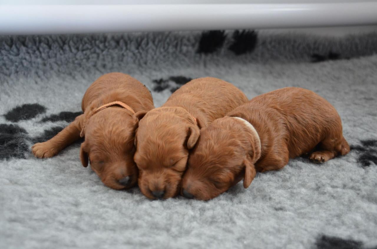 Prachtige toypoedel pups