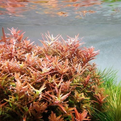 Aquariumplanten