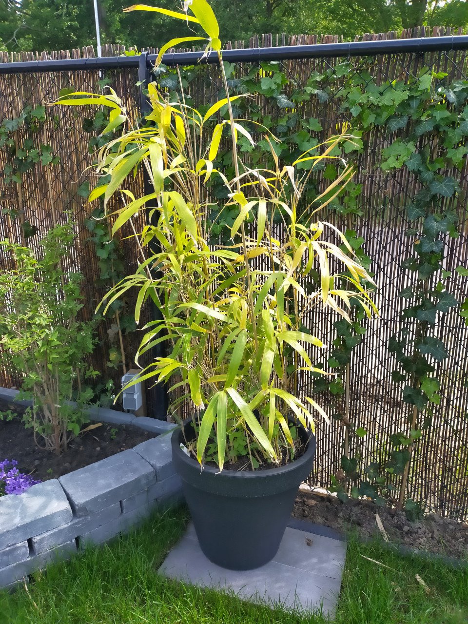 2 grote bamboe planten