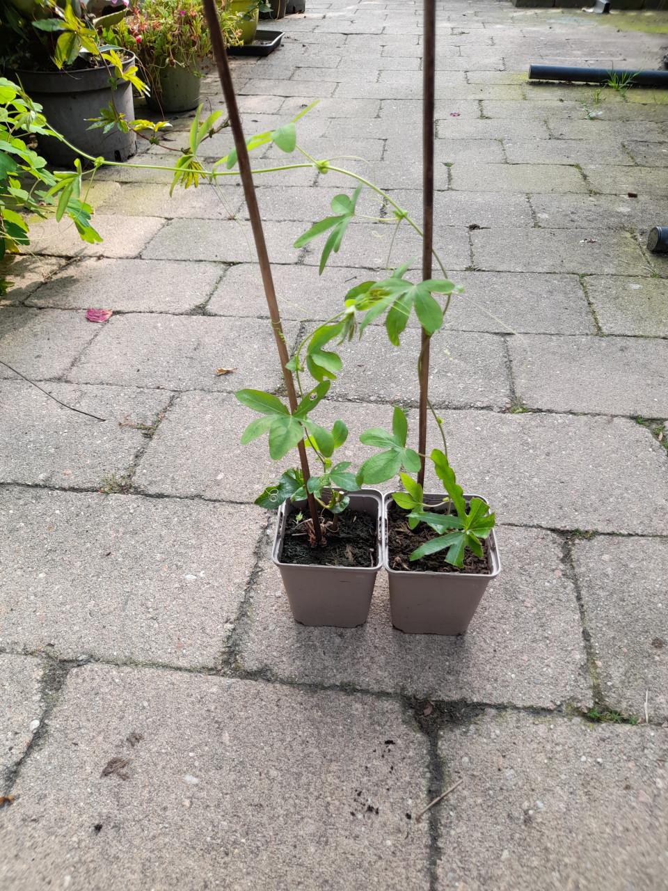 Passiebloem