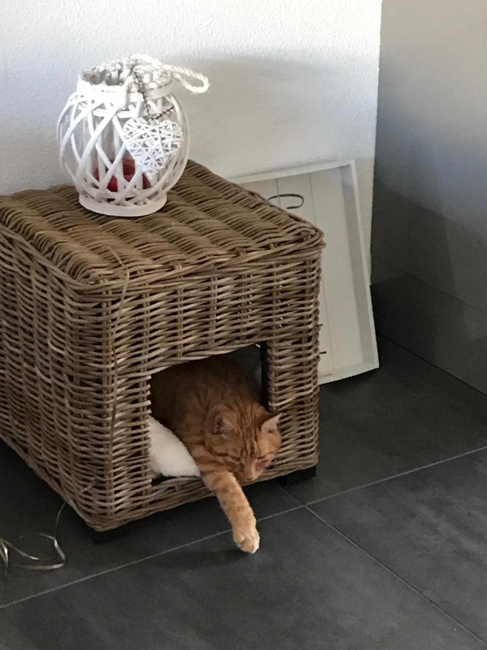 Rotan hocker/kattenmand Vierkant 44 x 44 cm en 45 cm hoog Als nieuw!