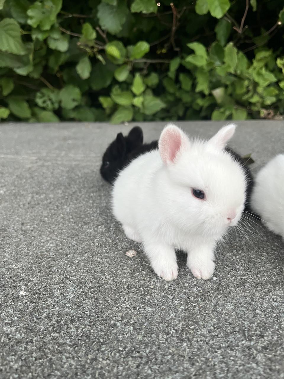Baby konijnen