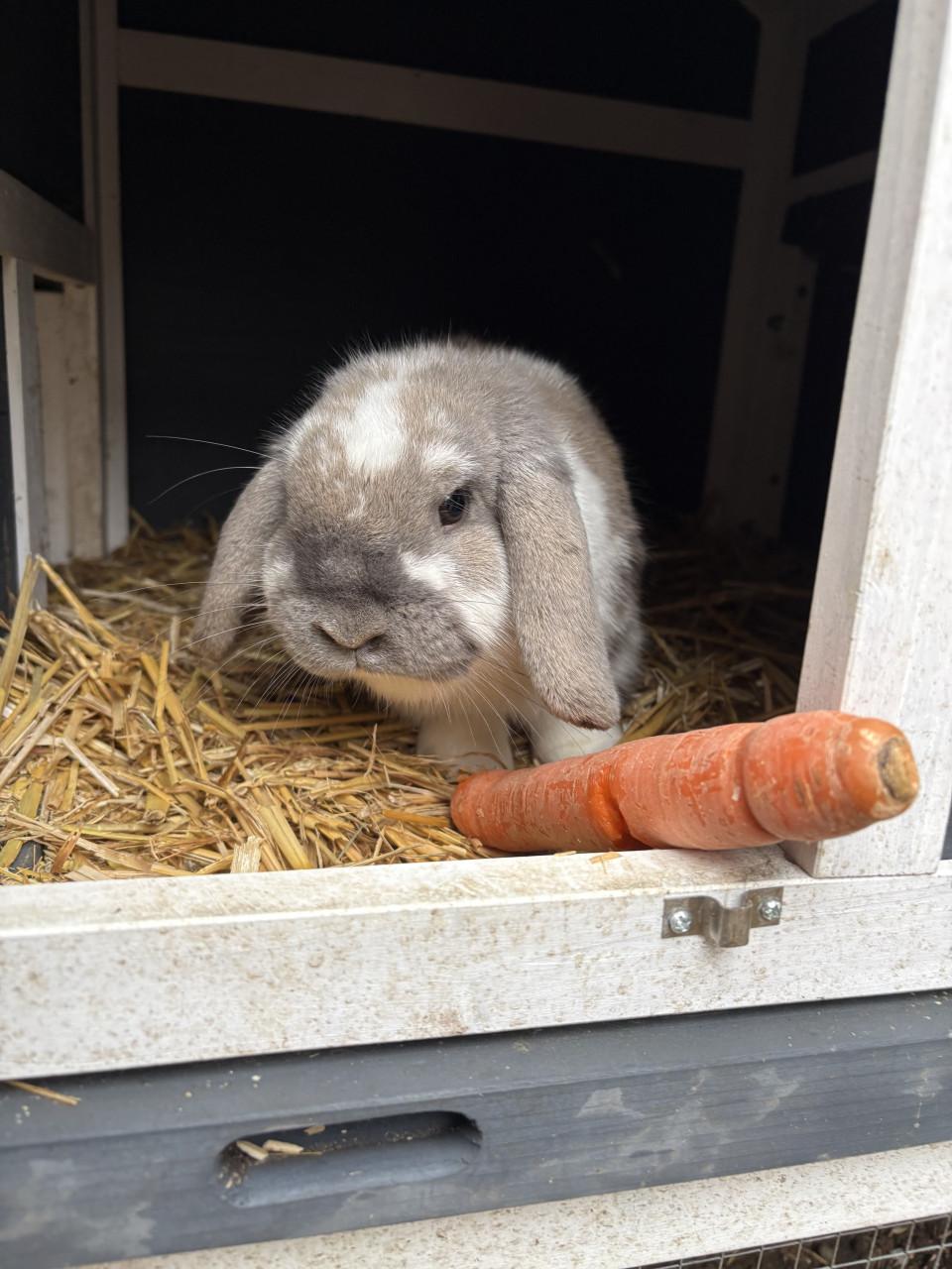 Lief geholpen koppeltje dwergkonijnen incl hok en toebehoren