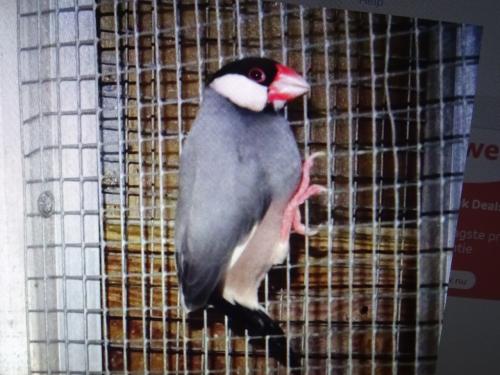 Te koop rijstvogels broedrijp wildkleur en koppel witte