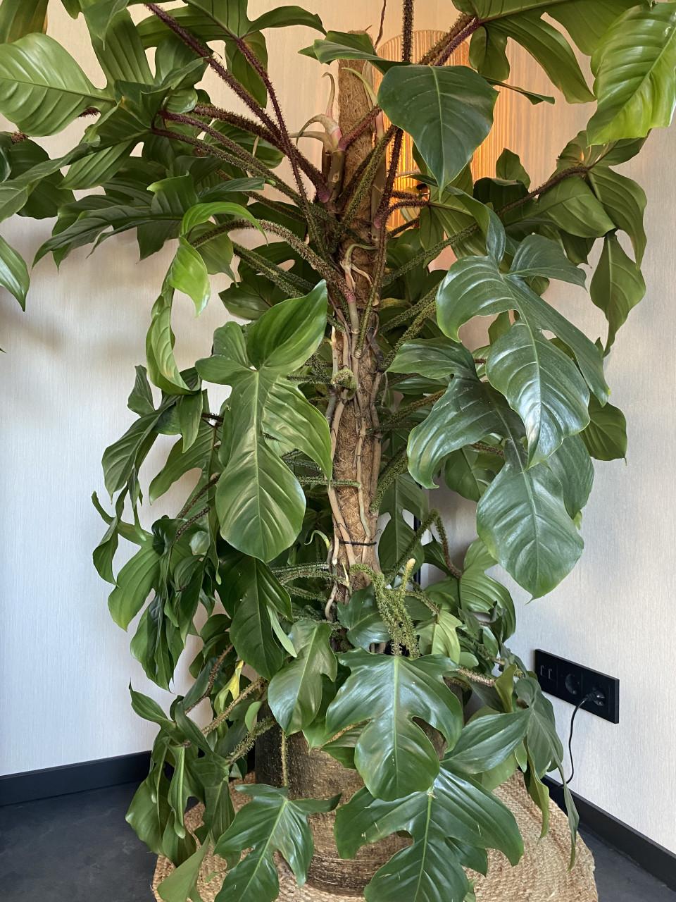 Prachtige, grote nieuwe kamerplant