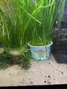 Vallisneria spiralis