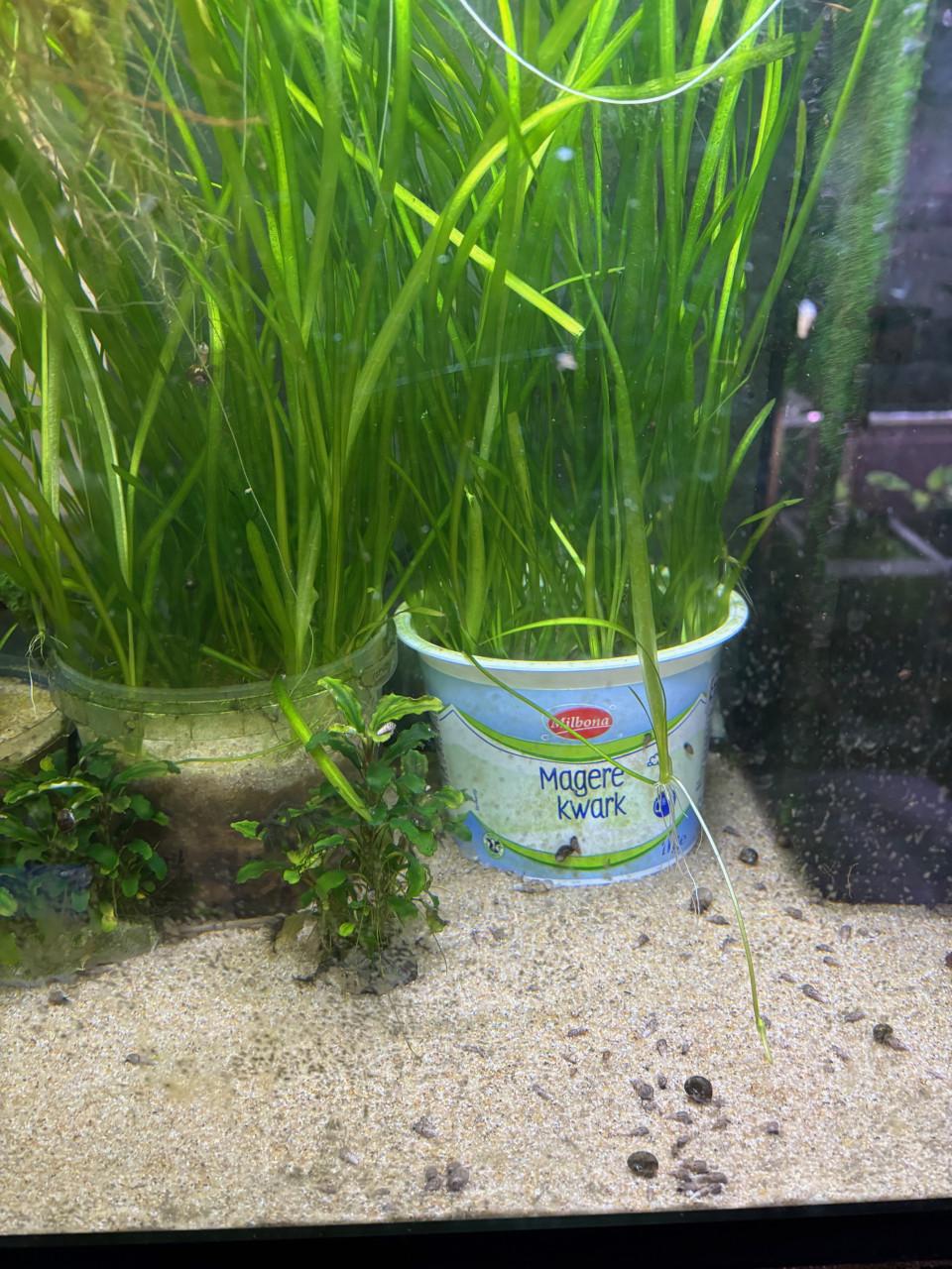 Vallisneria spiralis
