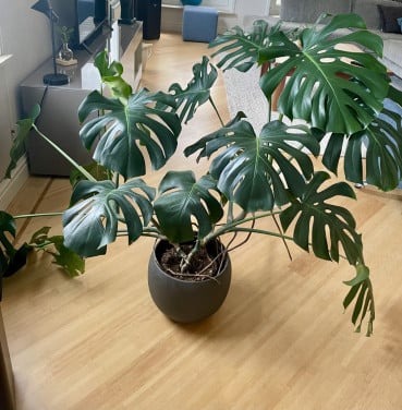 Plant