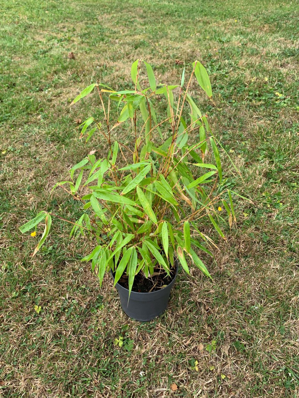 Planten te koop Japanse esdoorn Bamboe