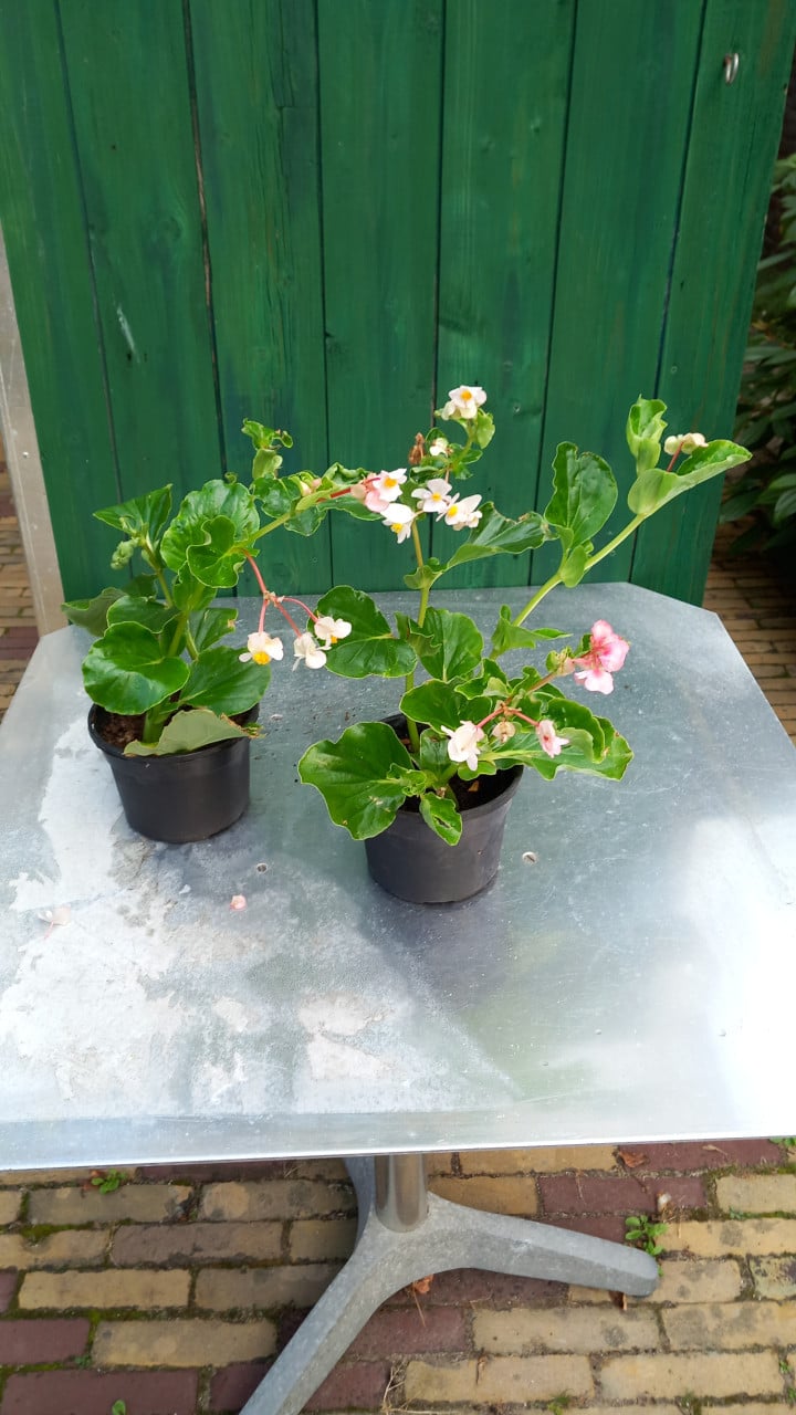 Kamerplanten
