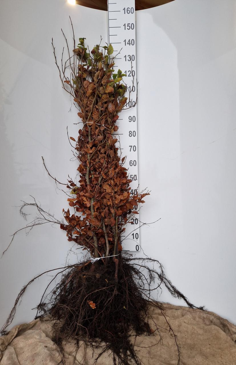 Rode beuk haagplanten - Fagus sylvatica 'Atropunicea'