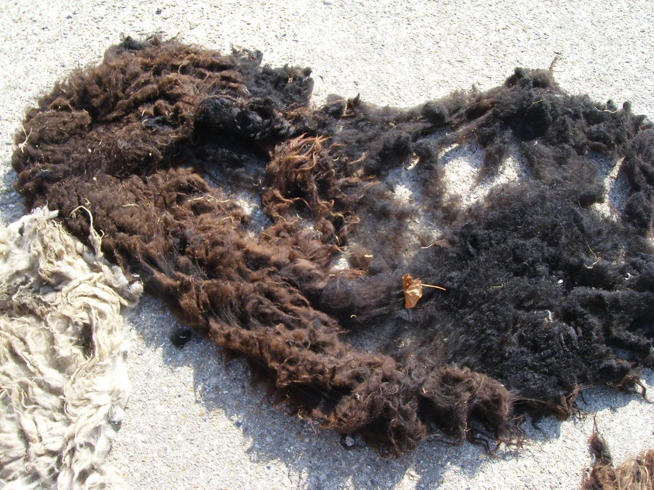 Schapenwol