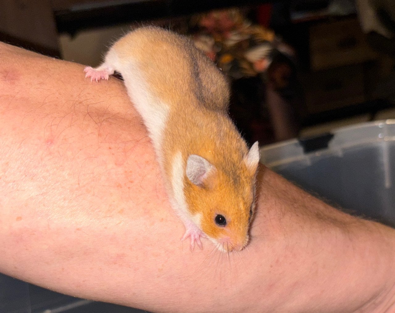 Syrische hamster/ goudhamster