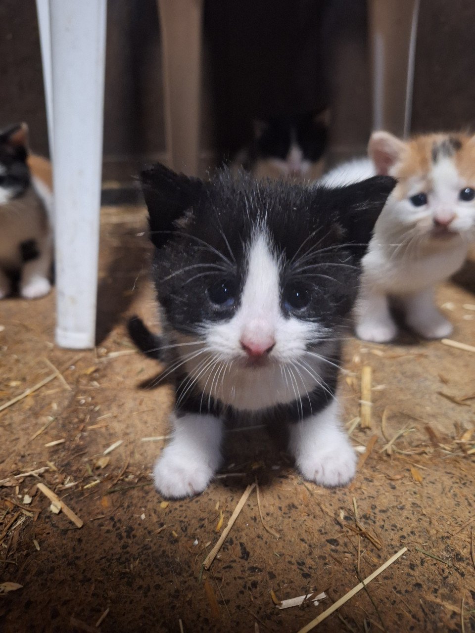 Lieve Kittens te koop!