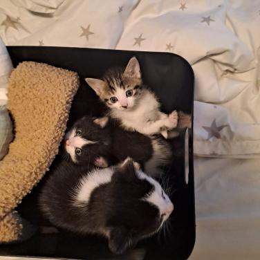 Kittens