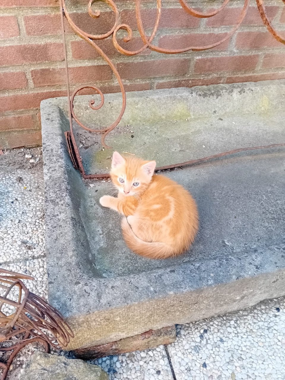 Kittens