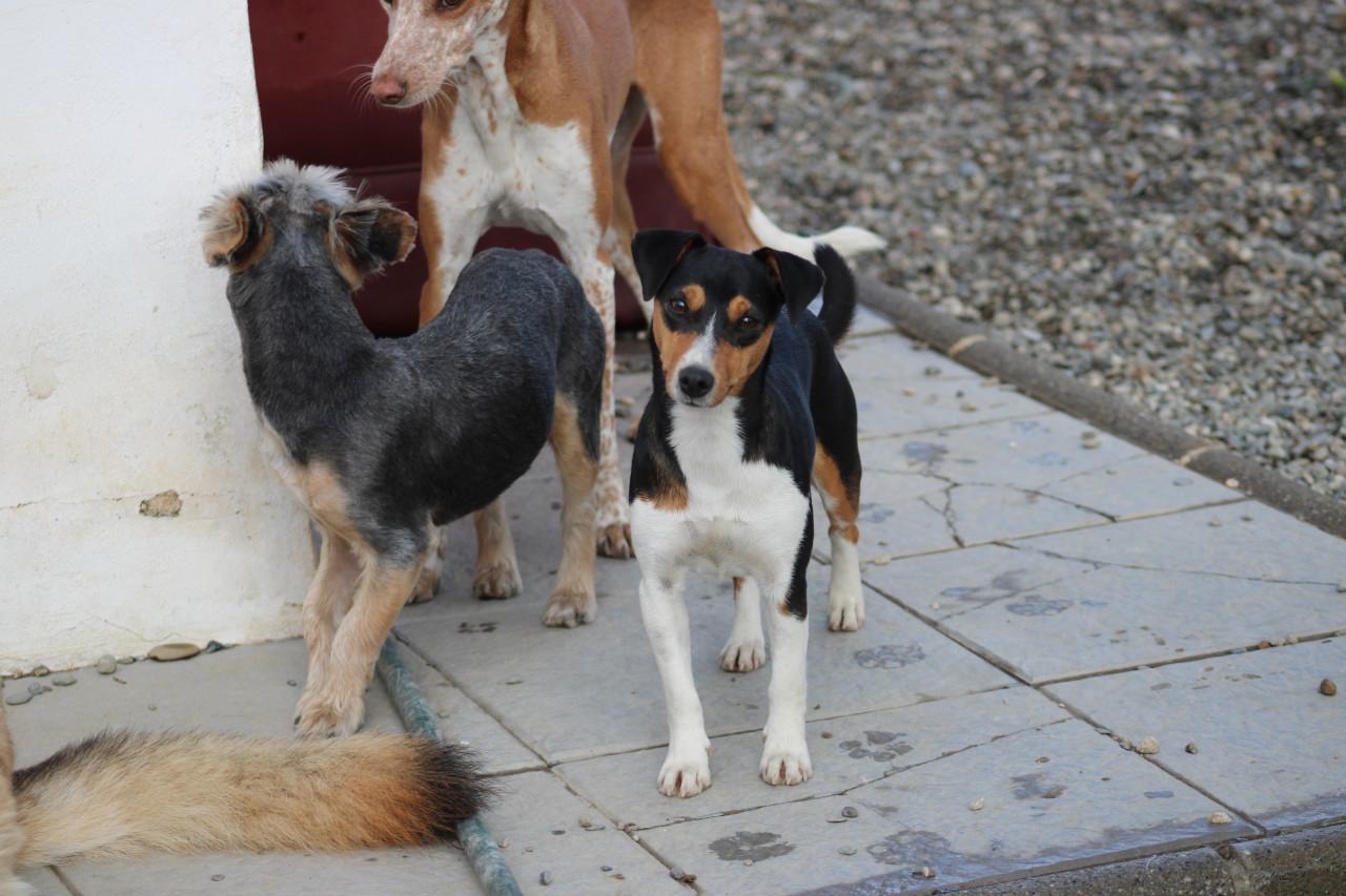 Alora Dog Rescue: Kleine Mischa, wie geeft haar een thuis?