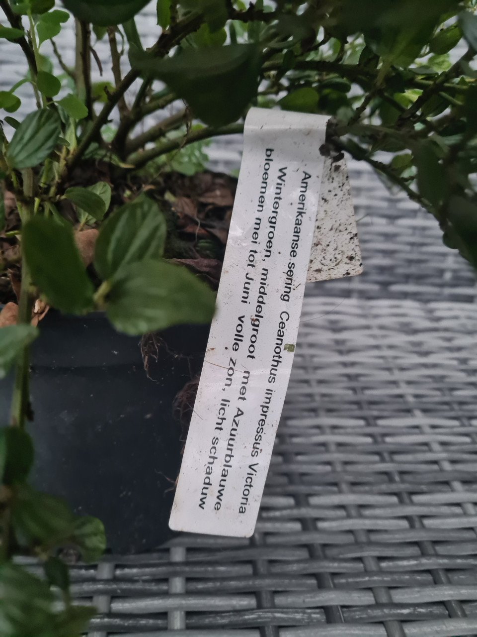 Ceanothus Impressus Victoria