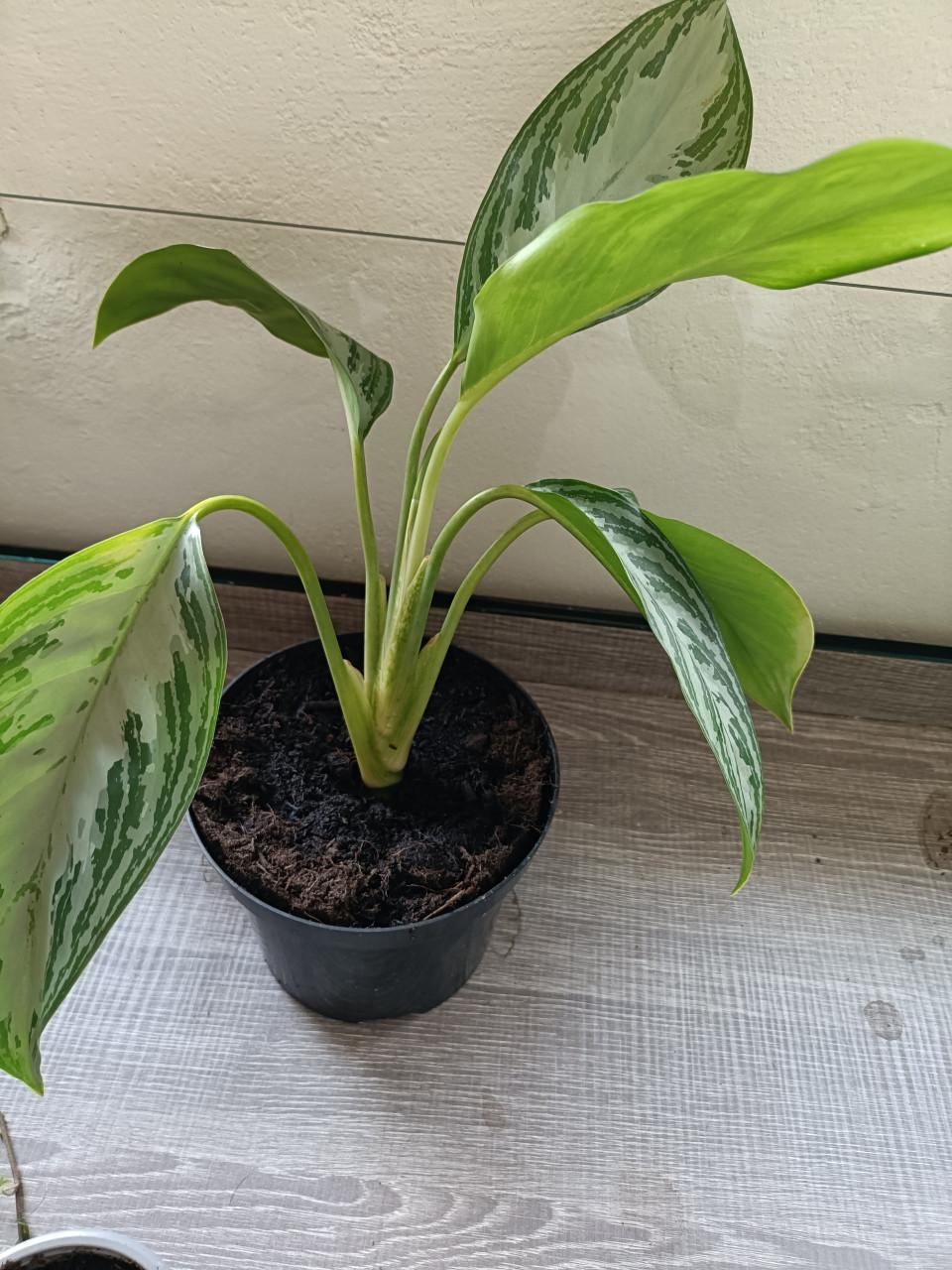 Kamerplant Aglaonema Silver bay 3x