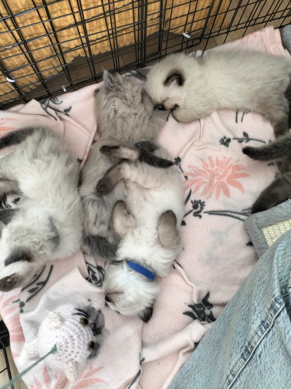 Super snoezige ragdoll kittens
