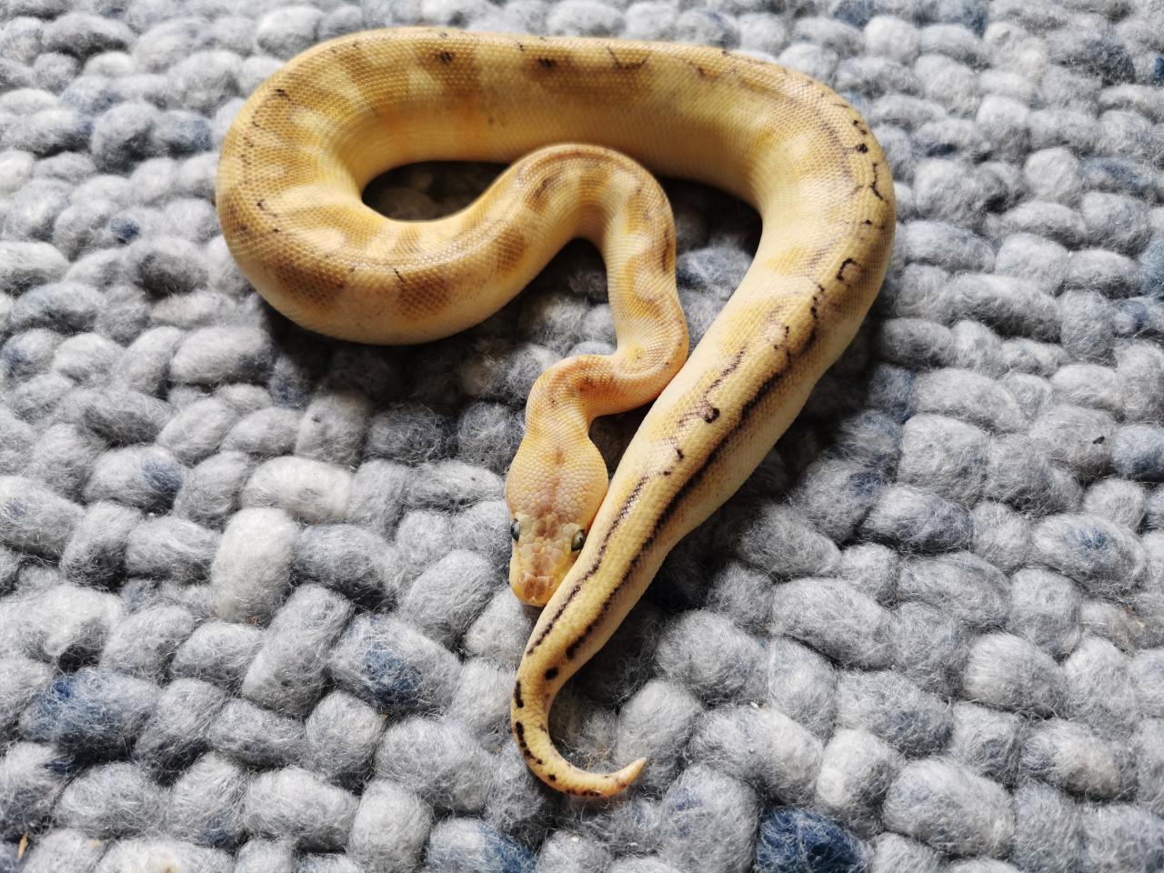 Champagne Enchi Pastel Koningspython vrouwtje