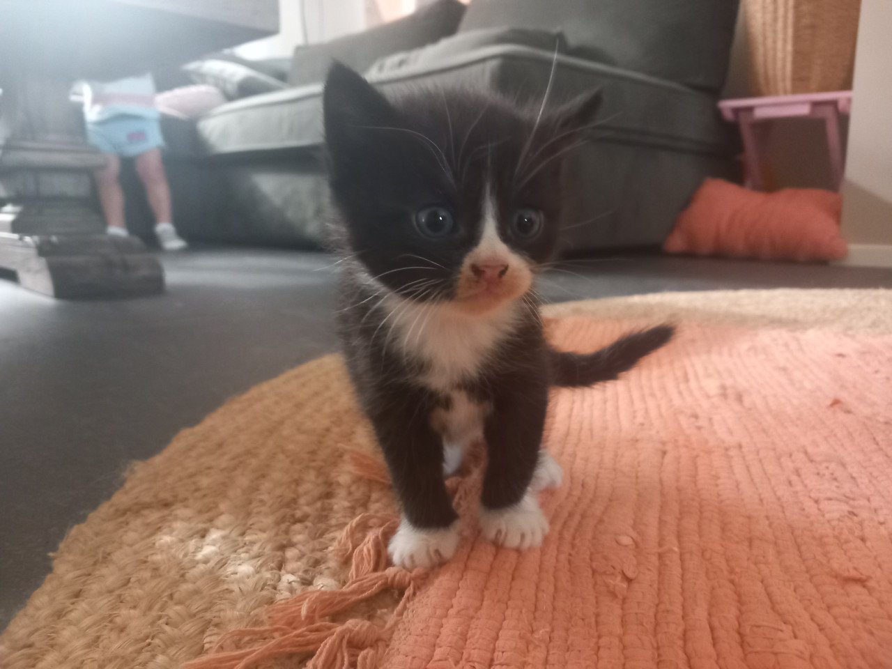 Kittens