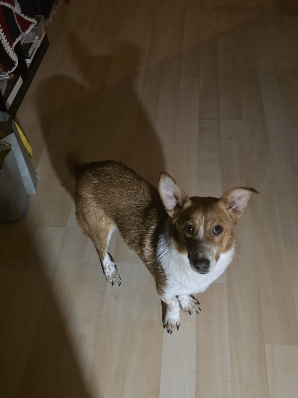 Lieve Zuza zoekt een thuis