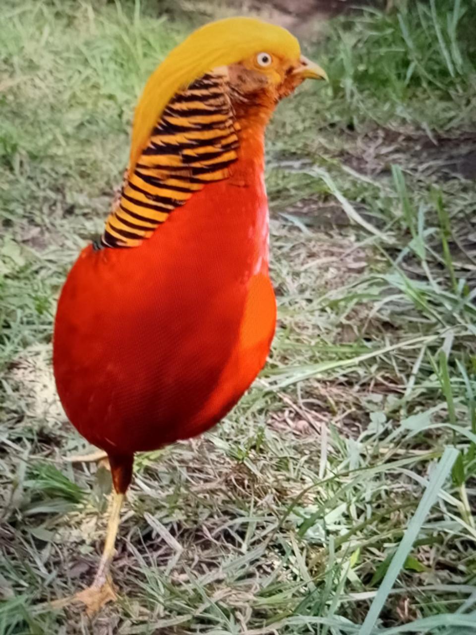 Koppel goudfazant en zilverfazant