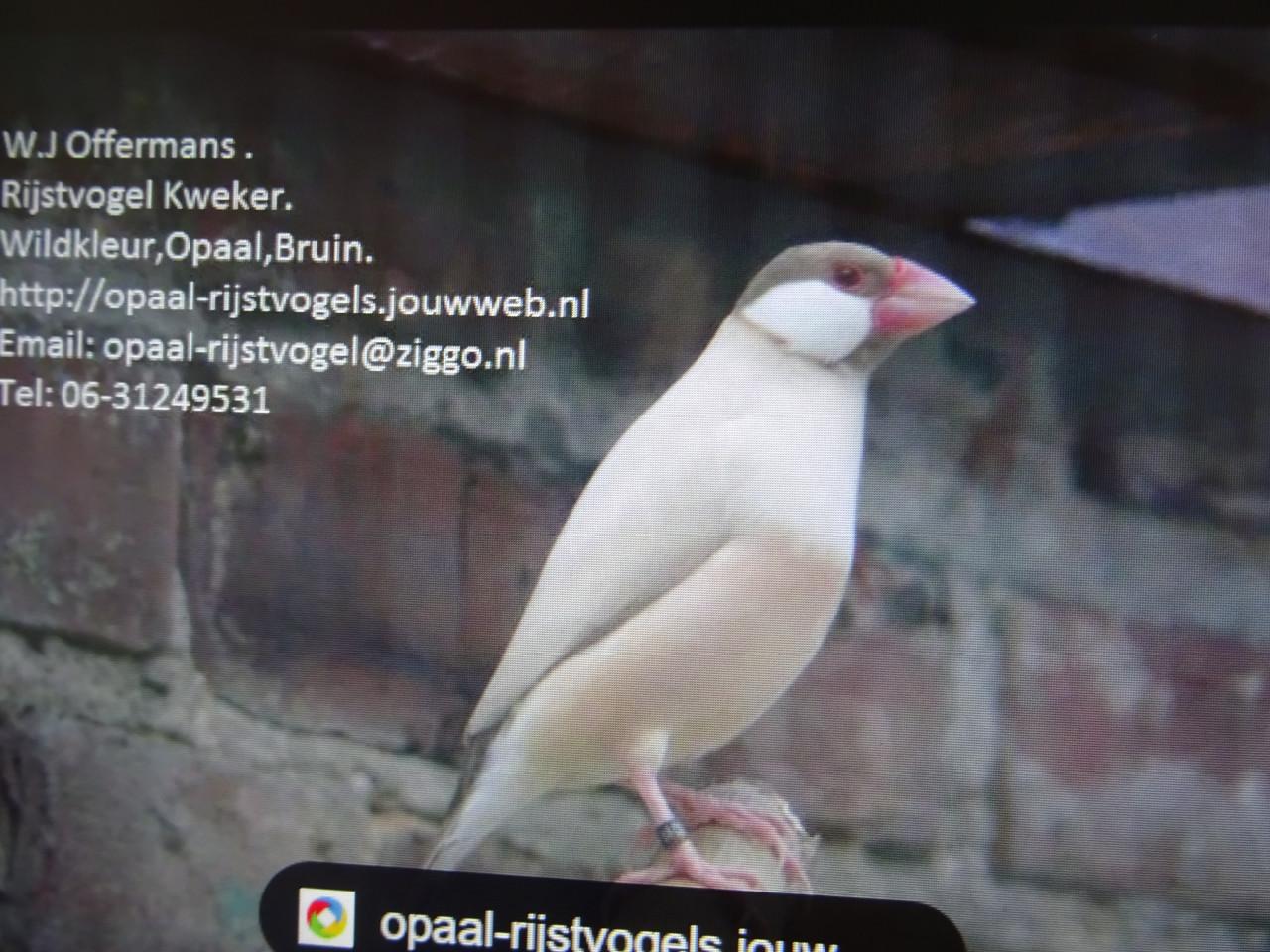 Te koop koppel witte rijstvogels broedrijp ook wildkleur koppels