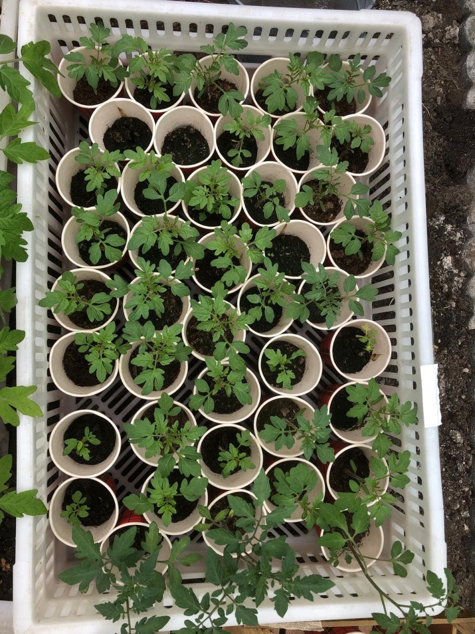 Tomaten planten en cherry tomatenplanten