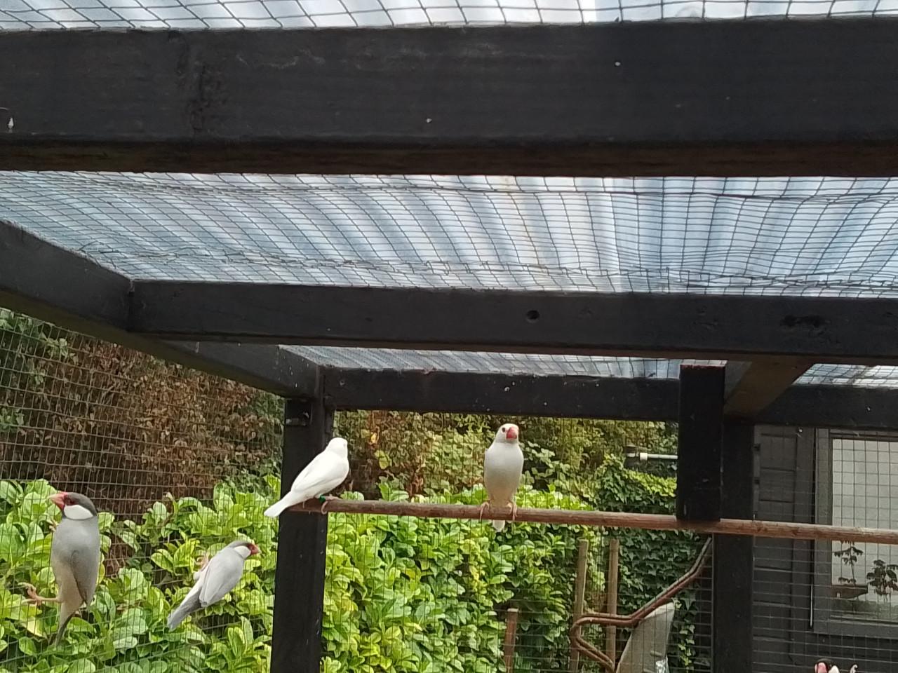 Rijstvogels