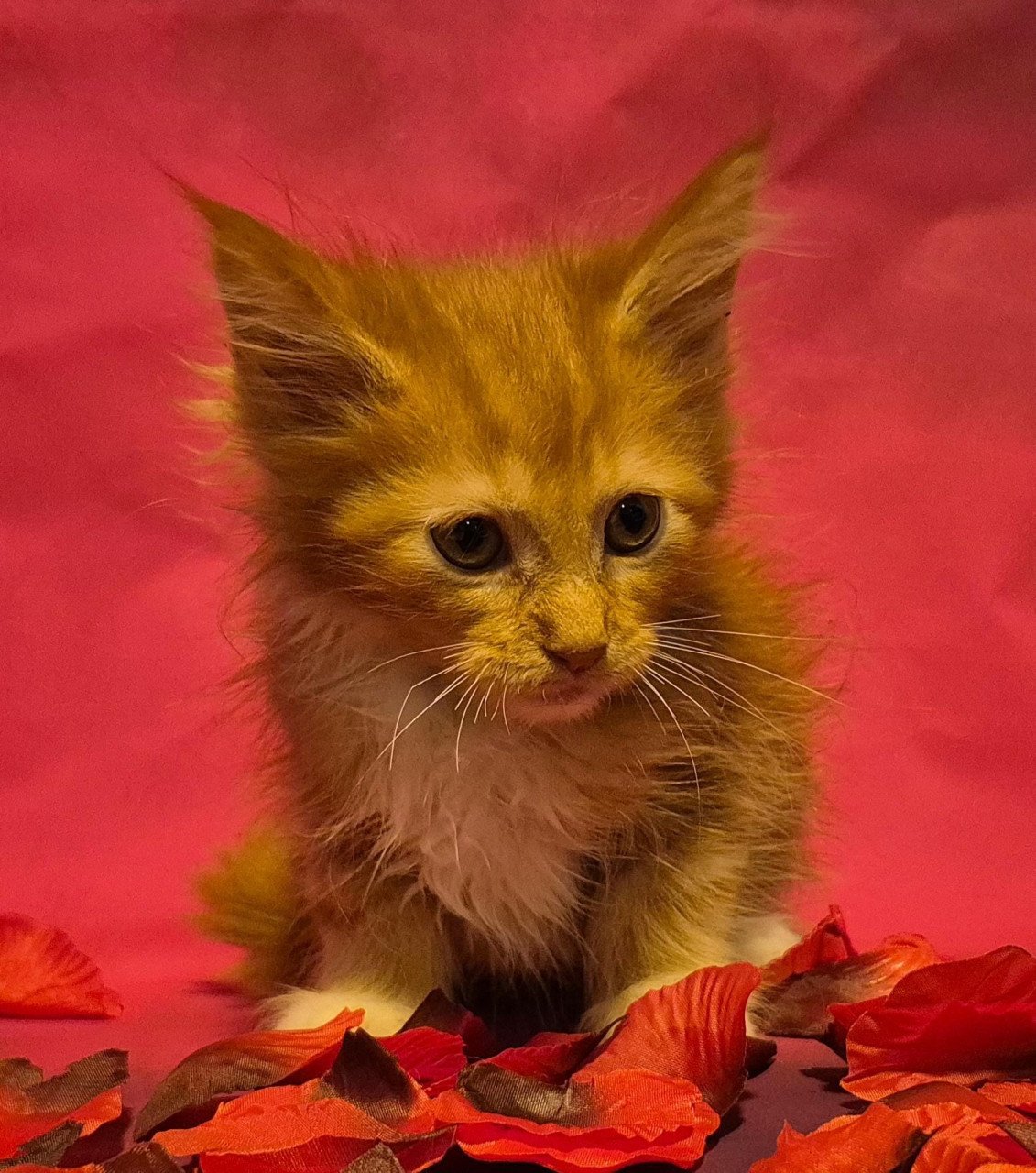 Maine coon kittens (poly en gewoon)NOG 2 BESCHIKBAAR
