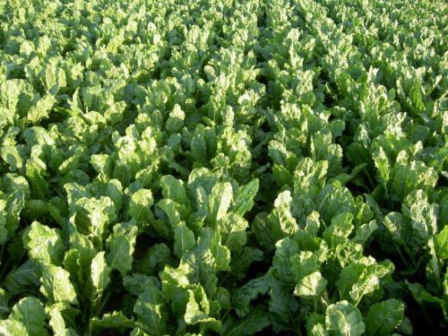 Gevraagd: suikerquotum - llb's - bietenquotum