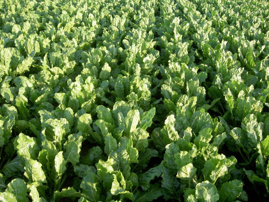 Gevraagd: suikerquotum - llb's - bietenquotum