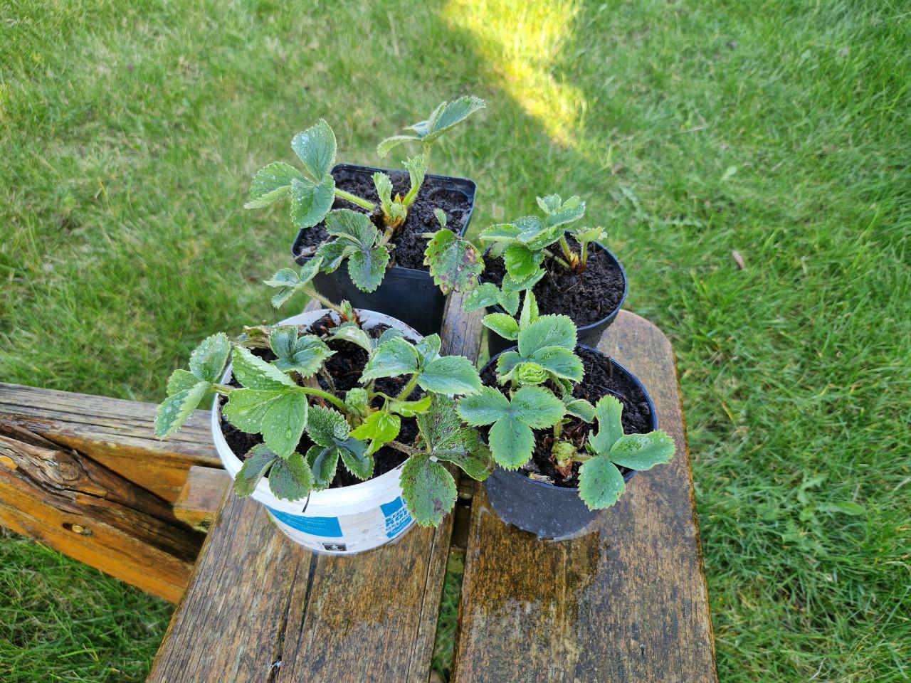 Aardbeiplantjes Biologische mooi sterk en zoet