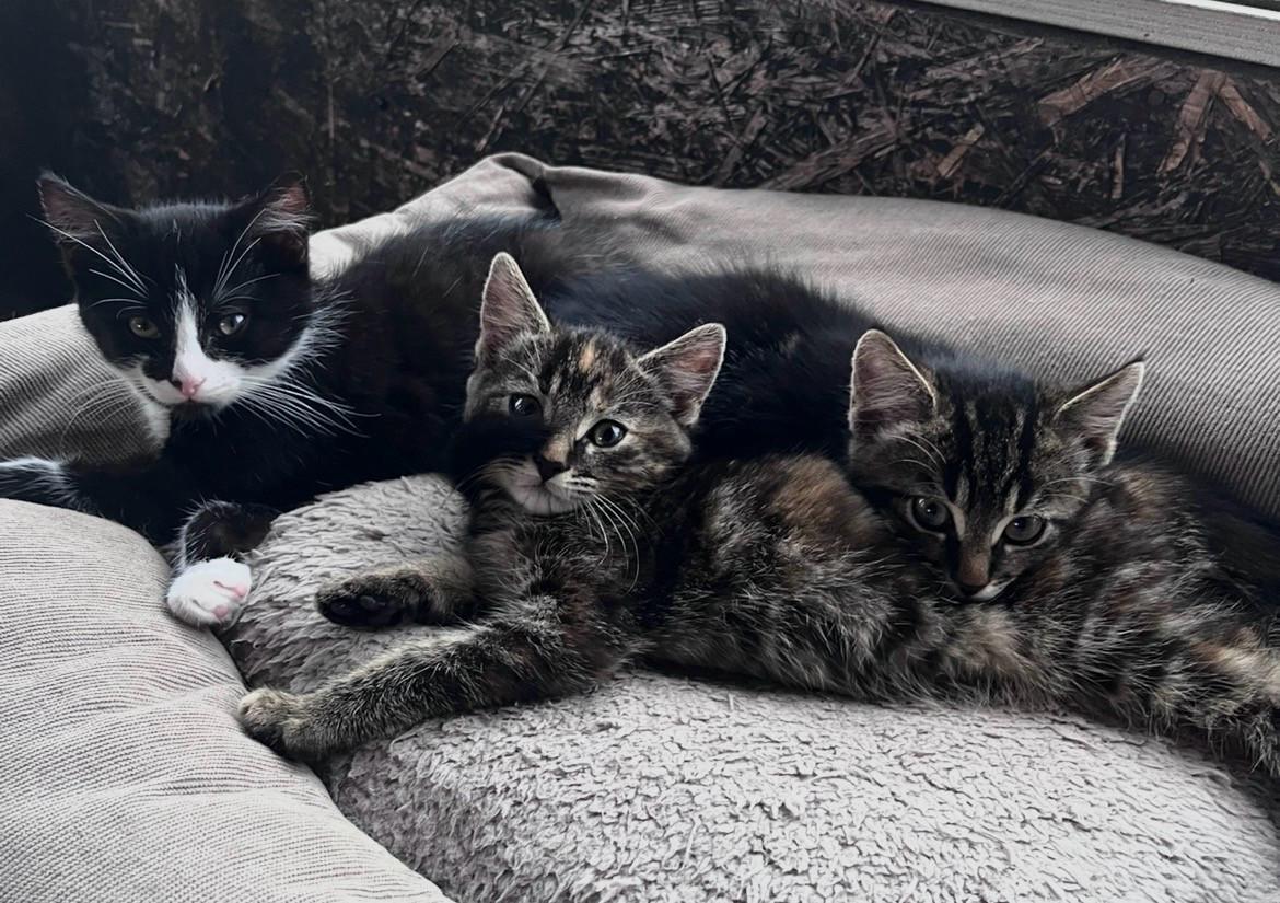 Lieve kittens te koop (GECHIPT EN GEËNT)