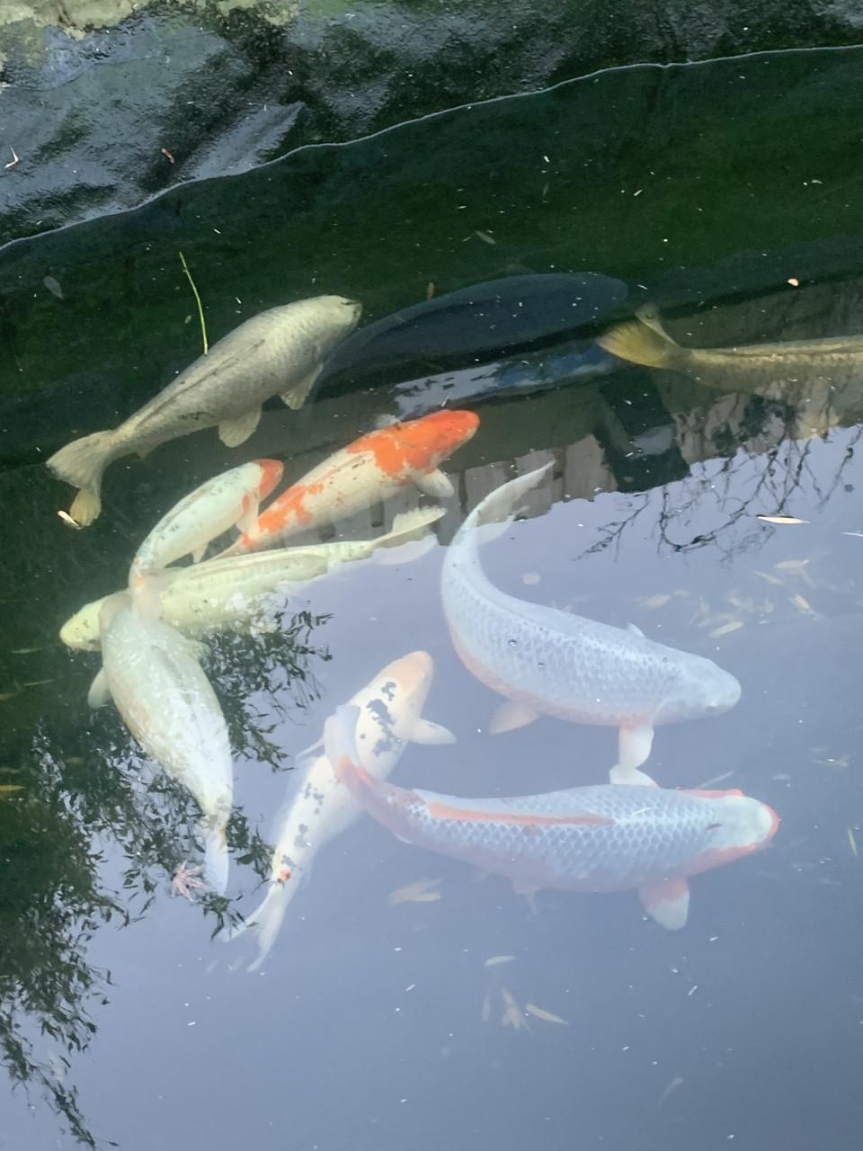 KOI vissen