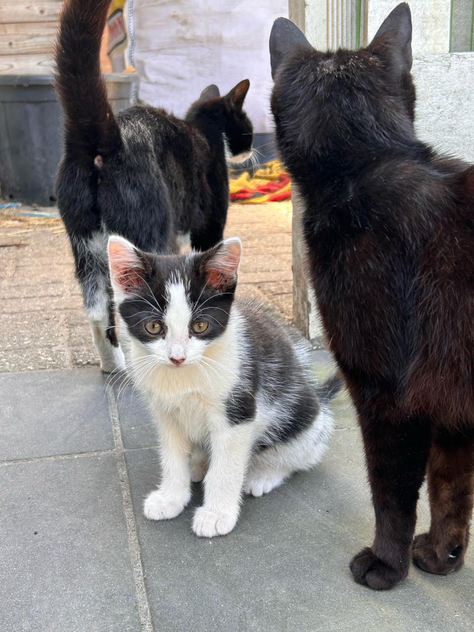 2 lieve kittens