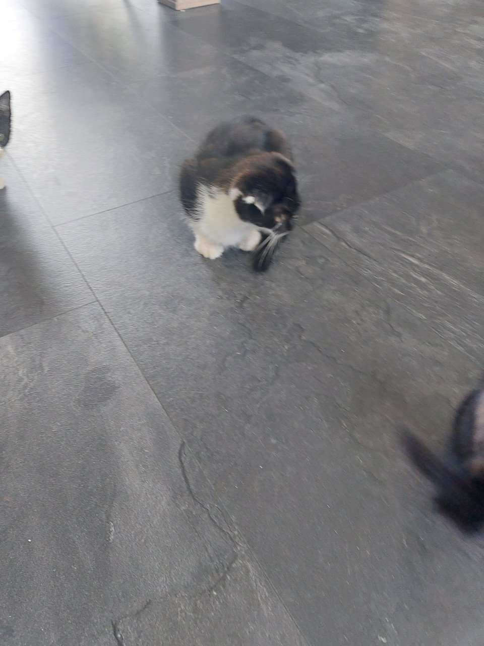 Katertjes