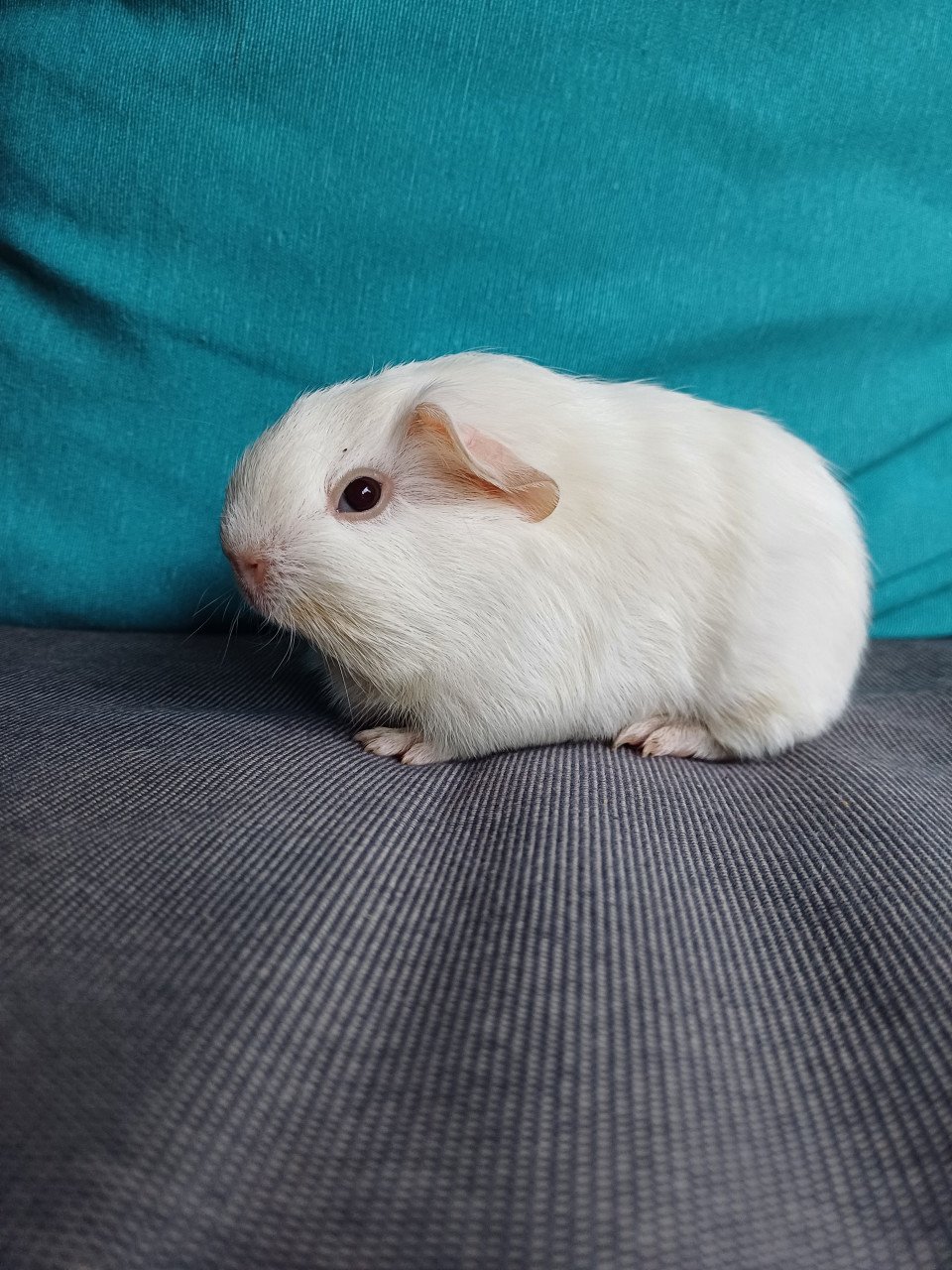 Leuke cavia's aangeboden