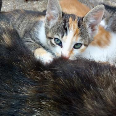 Nog 2 prachtige kittens