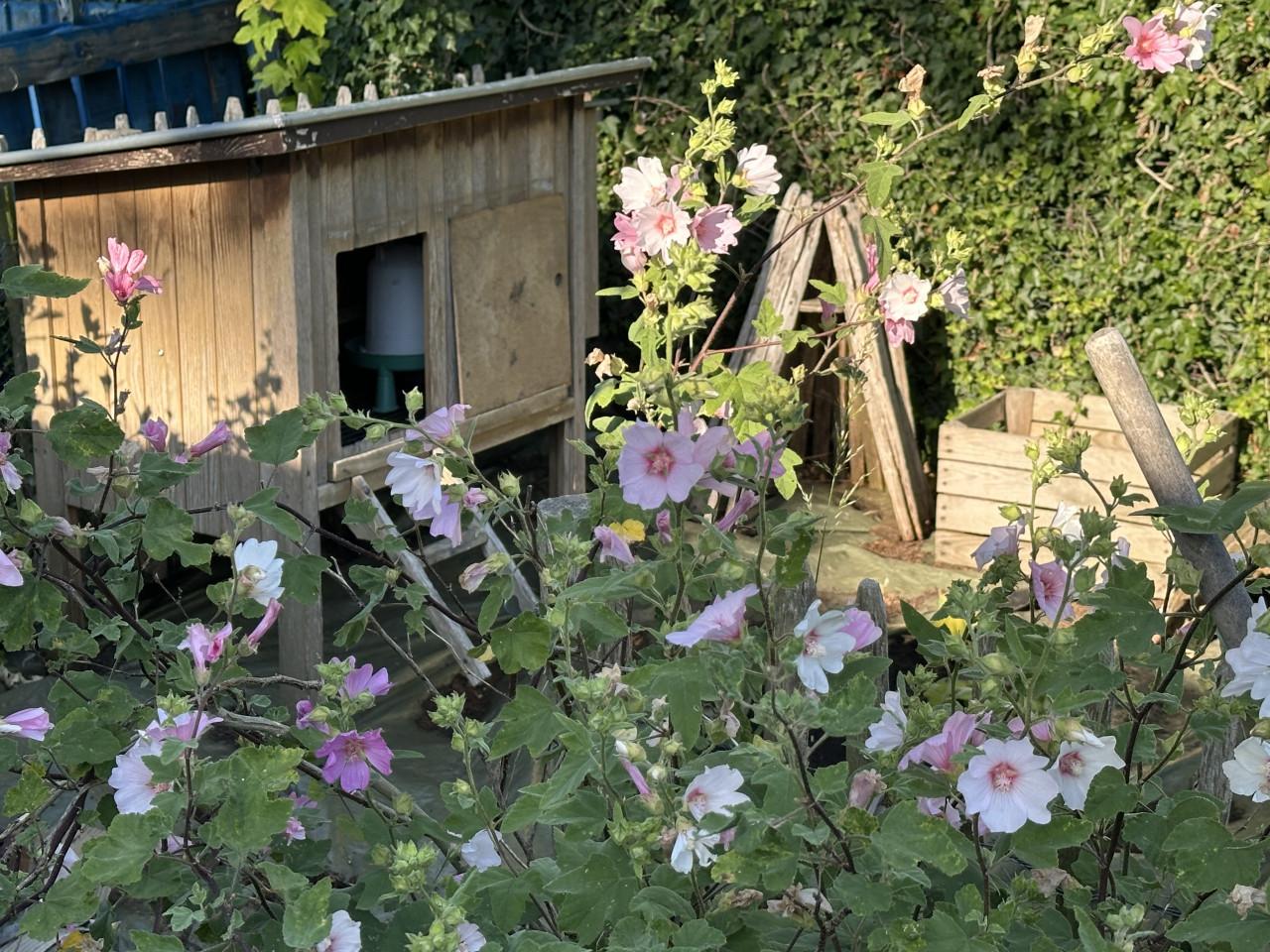 🐔 Kippenhok met zinken dak en legnest €95