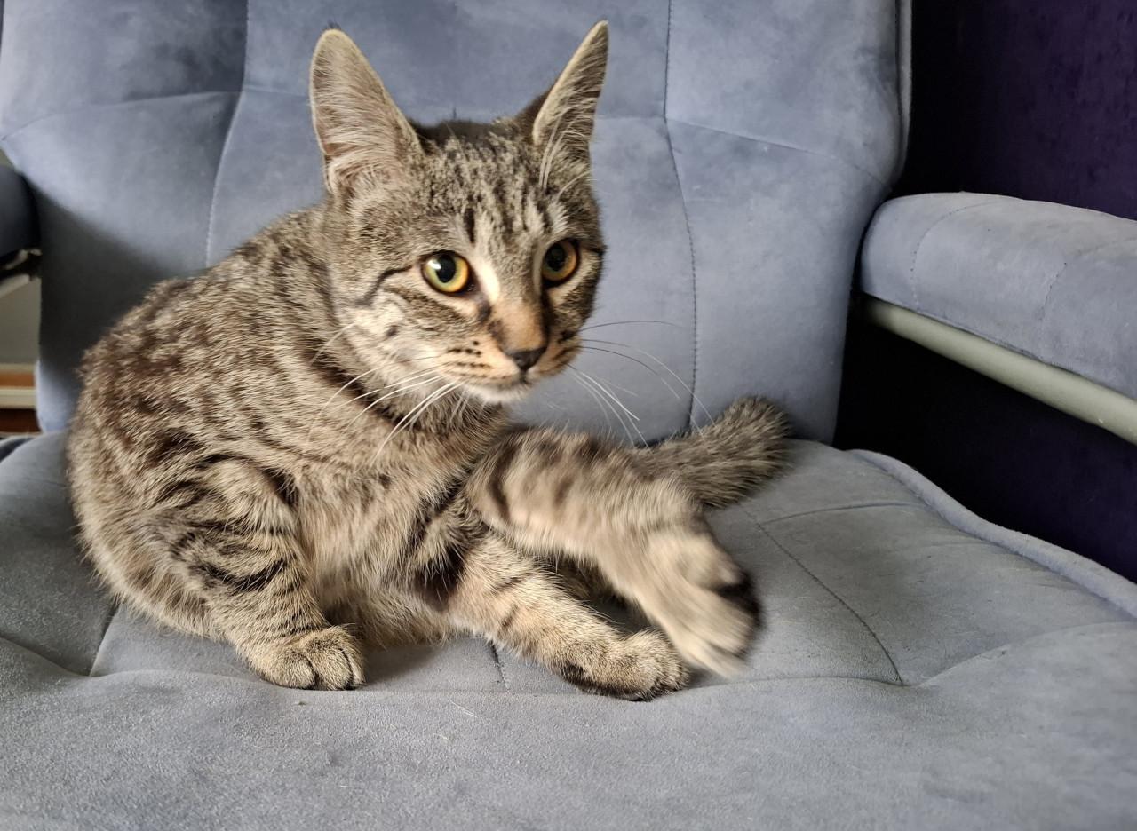 Jonge poes zoekt nieuw huisje